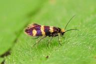 Micropterix aureatella