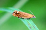 Lathronympha strigana