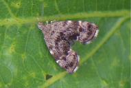 Anthophila fabriciana