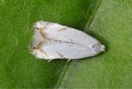 Pseudopostega crepusculella